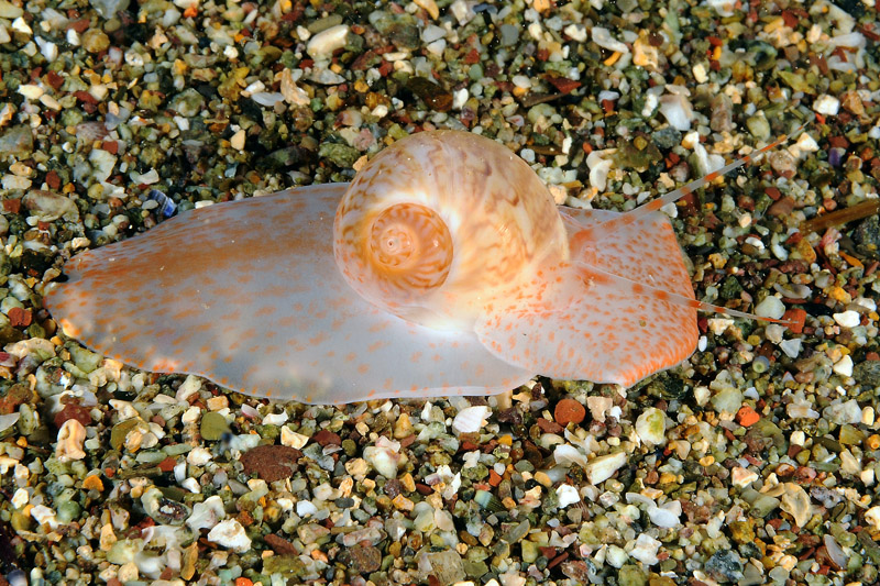 Prosobranchi